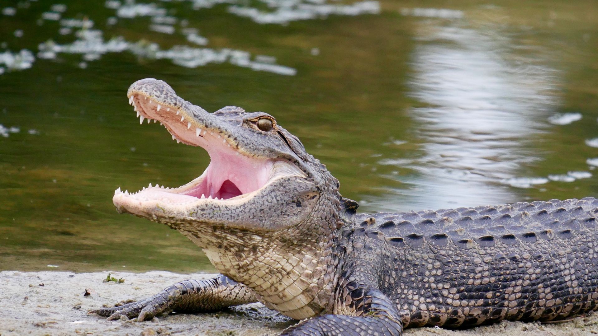 Gatorland Florida