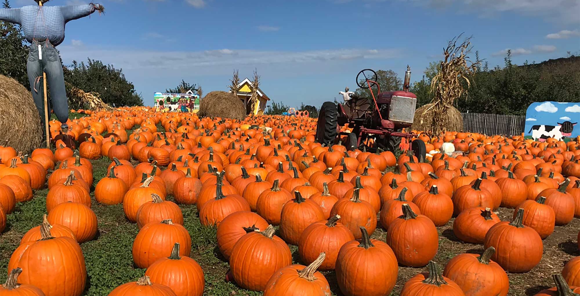 Pumpkin Picking